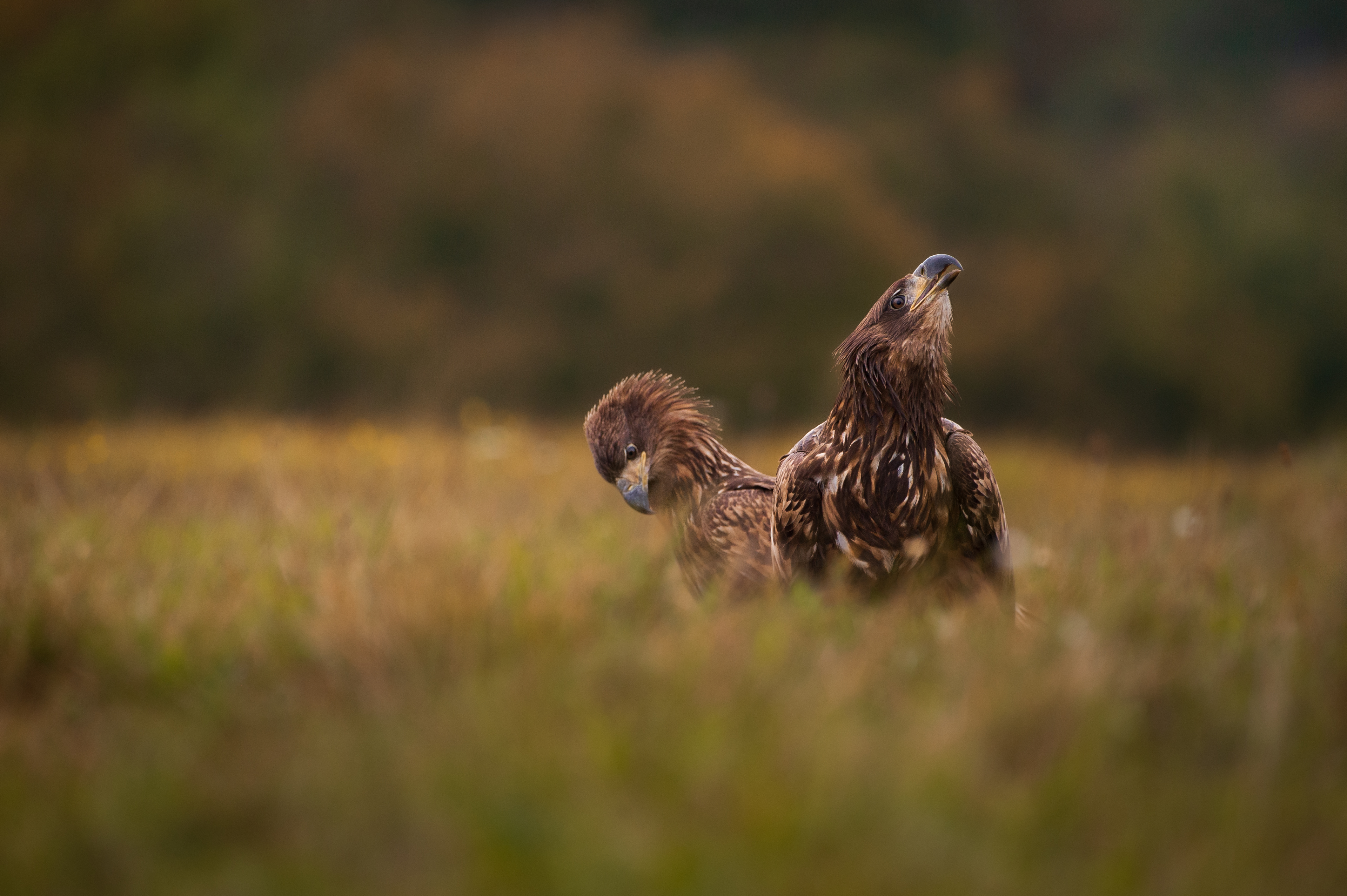 Pawlar Dawid (3)